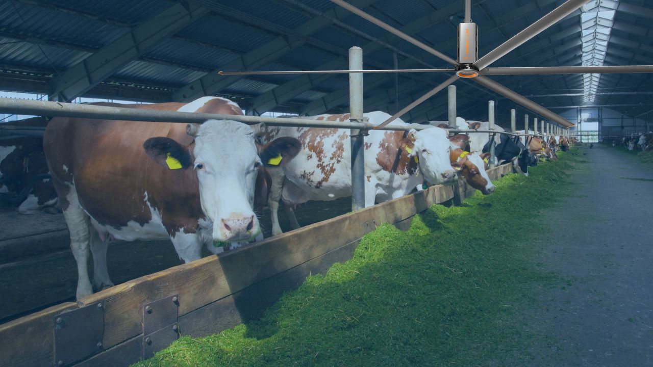 Big Ceiling Fans For Cattle Horse Barns 001 - RTFANS
