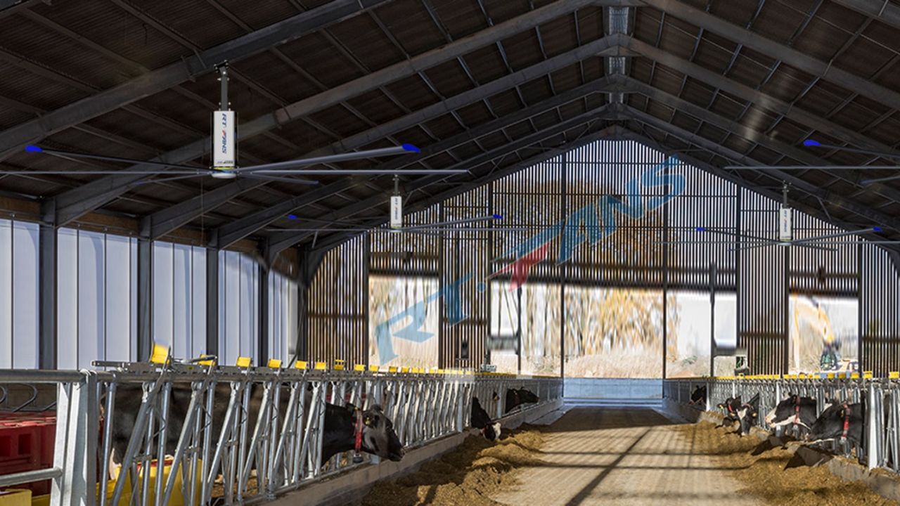 Big Ceiling Fans For Cattle Horse Barns 002 - RTFANS